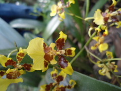 Oncidium sphacelatum