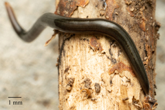 Kontikia ventrolineata