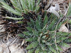 Agave parviflora