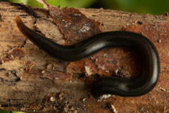 Kontikia ventrolineata