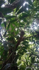 Aiphanes simplex