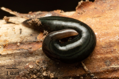 Kontikia ventrolineata