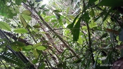Aiphanes simplex