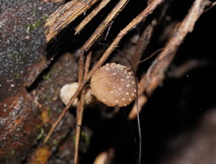 Armillaria hinnulea