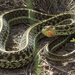 Mexican Garter Snake - Photo (c) Kevin Meza, some rights reserved (CC BY-NC), uploaded by Kevin Meza