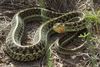 Mexican Garter Snake - Photo (c) Kevin Meza, some rights reserved (CC BY-NC), uploaded by Kevin Meza
