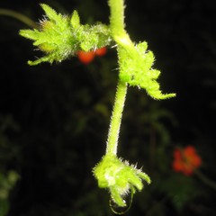 Caiophora contorta