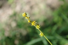 Carex atlantica atlantica