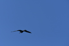 Fregata magnificens