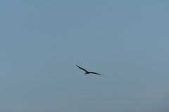 Fregata magnificens