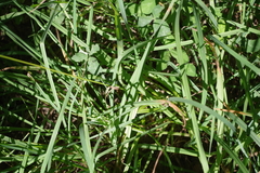 Carex atlantica atlantica