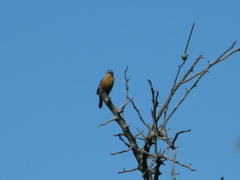 Sporophila hypoxantha