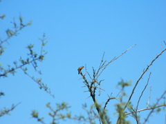 Sporophila hypoxantha