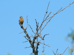 Sporophila hypoxantha