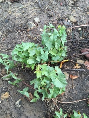 Calystegia macrostegia amplissima
