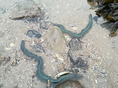 Phyllodocidae