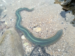Phyllodocidae