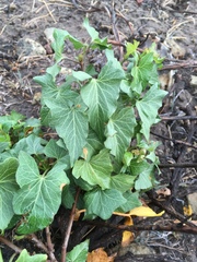 Calystegia macrostegia amplissima