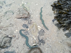 Phyllodocidae