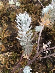 Acmispon argophyllus adsurgens