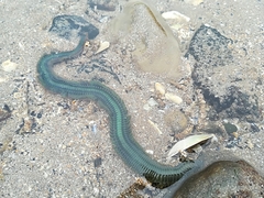 Phyllodocidae