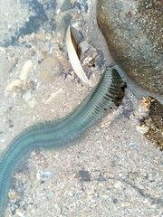 Phyllodocidae