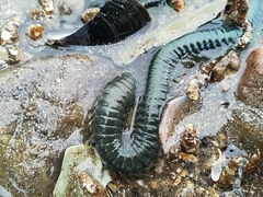 Phyllodocidae
