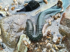 Phyllodocidae