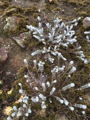 Acmispon argophyllus adsurgens