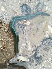 Phyllodocidae