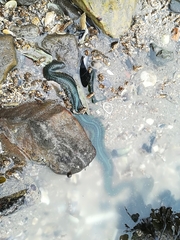 Phyllodocidae