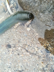 Phyllodocidae