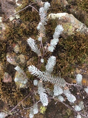 Acmispon argophyllus adsurgens