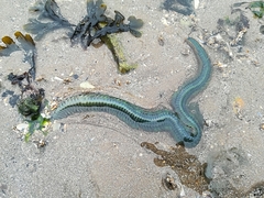 Phyllodocidae