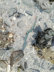 Phyllodocidae