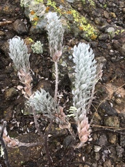 Acmispon argophyllus adsurgens