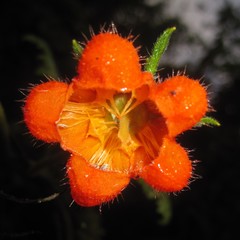 Caiophora contorta