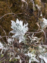 Acmispon argophyllus adsurgens