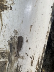 Phascolosoma arcuatum
