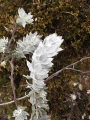 Acmispon argophyllus adsurgens