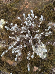 Acmispon argophyllus adsurgens