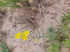 Talinum polygaloides