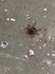 Amblyomma triguttatum