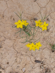 Talinum polygaloides