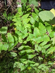 Hypericum hircinum