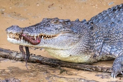 Acrochordus granulatus