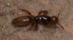 Lasius latipes