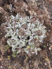 Constancea nevinii