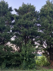 Cupressus × leylandii