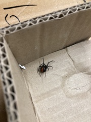 Latrodectus hasselti